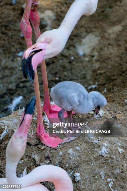 fuengirola, andalucia/spain - july 4 : greater flamingos (phoeni - greater than fotografías e imágenes de stock