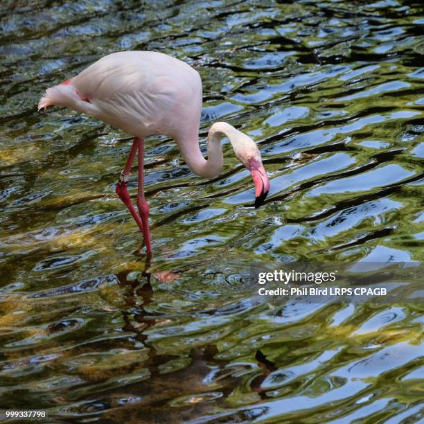 fuengirola, andalucia/spain - july 4 : greater flamingos (phoeni - greater than fotografías e imágenes de stock