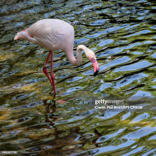fuengirola, andalucia/spain - july 4 : greater flamingos (phoeni - fuengirola stockfoto's en -beelden