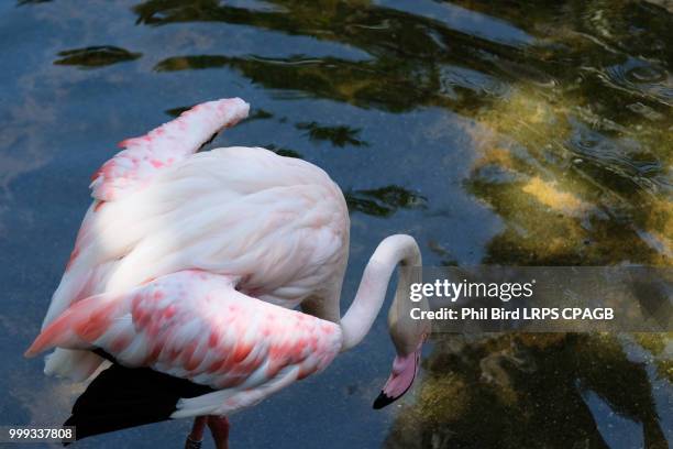 fuengirola, andalucia/spain - july 4 : greater flamingos (phoeni - fuengirola stockfoto's en -beelden