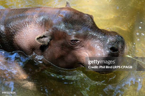 fuengirola, andalucia/spain - july 4 : pygmy hippopotamus (choer - fuengirola stock pictures, royalty-free photos & images