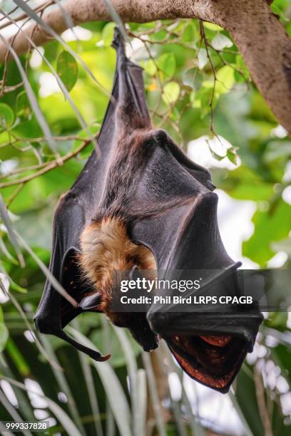 fuengirola, andalucia/spain - july 4 : flying fox bat (pteropus) - fuengirola stockfoto's en -beelden