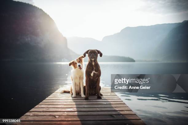 sunny & tini - tini stock pictures, royalty-free photos & images