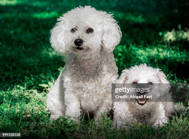 mario and macie - abigail bildbanksfoton och bilder