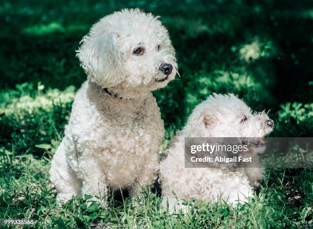 mario and macie - abigail bildbanksfoton och bilder