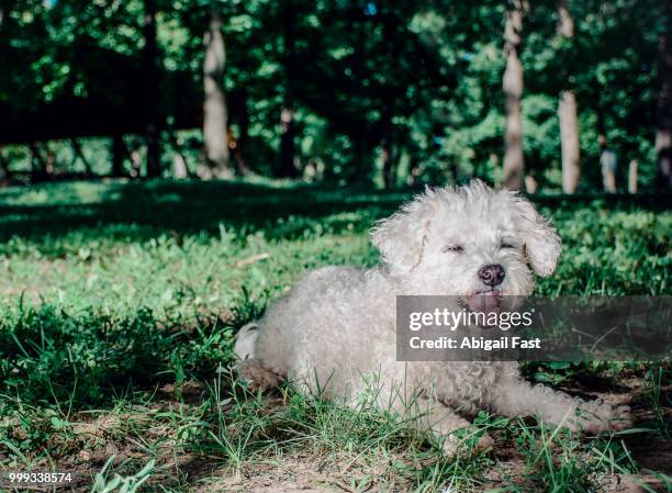 mario and macie - bichon stock pictures, royalty-free photos & images