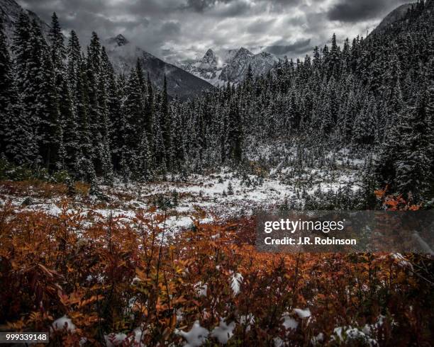 autumn leaves, winter weather - dale jr photos et images de collection