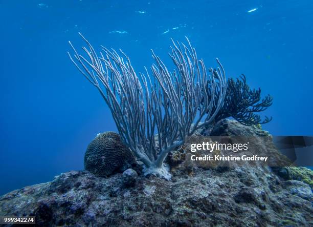 the blue - crinoid stock pictures, royalty-free photos & images