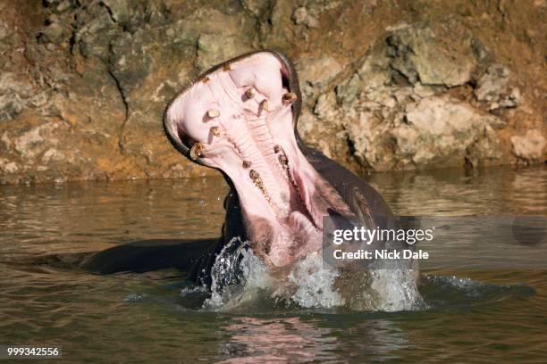 hippopotamus opens mouth in water with spray - mouth spray stock pictures, royalty-free photos & images