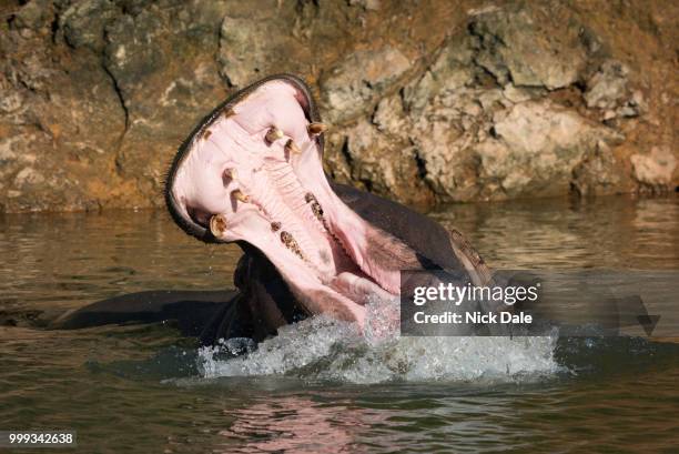 hippopotamus opening mouth in water with spray - mouth spray stock pictures, royalty-free photos & images