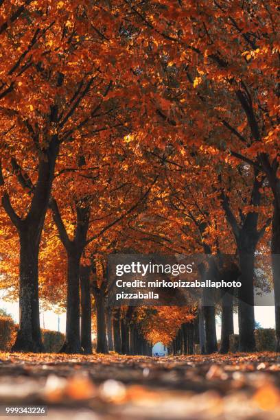l'autunno - autunno stock-fotos und bilder