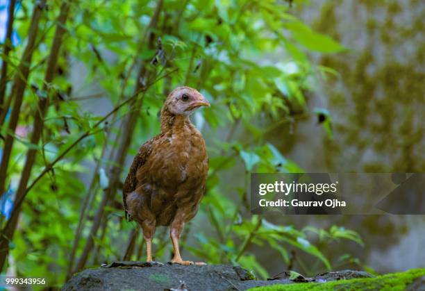 Hunger Partridge 422 Hungarian Partridge Stock Photos, High-Res Pictures, and Images ...