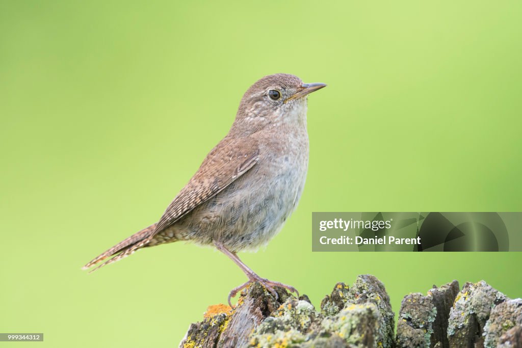 A house wren on a post