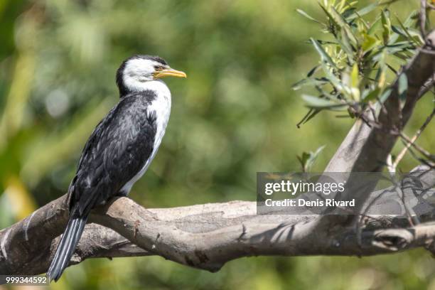 little pied cormorant - pied stock pictures, royalty-free photos & images