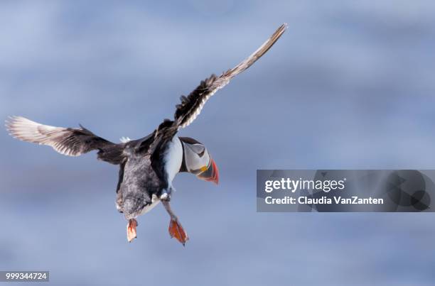 puffin - charadriiformes stock pictures, royalty-free photos & images