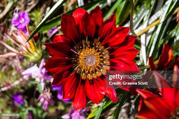 gazania 'takatu red' - gazania stock pictures, royalty-free photos & images