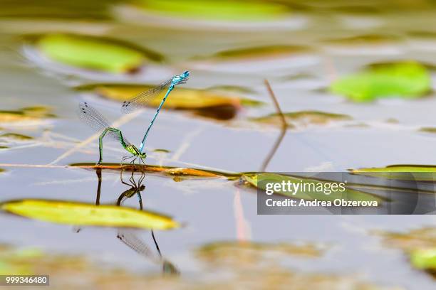 coenagrion pulchellum, azure damselfly, mating process - mating stock pictures, royalty-free photos & images