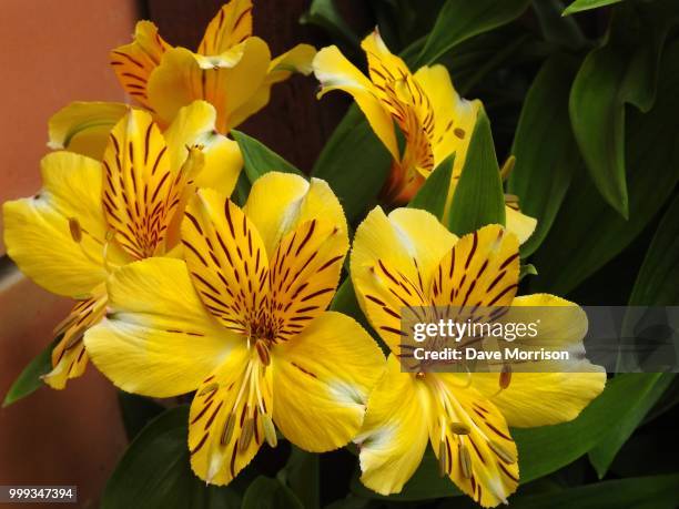 princess lillies - morrison stock pictures, royalty-free photos & images