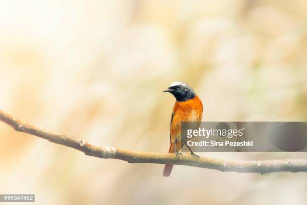 the redstart - redstart stock pictures, royalty-free photos & images