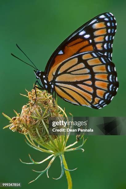 viceroy butterfly on seed head - viceroy stock pictures, royalty-free photos & images