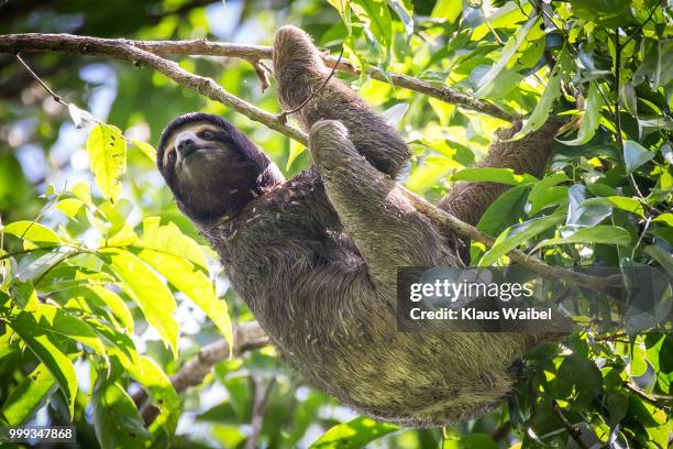 costa rica - sloth - three toed sloth stock pictures, royalty-free photos & images