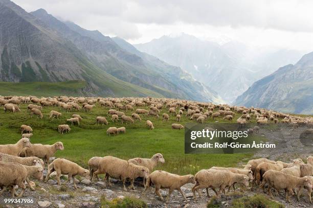 tour du mont blanc - or blanc stockfoto's en -beelden