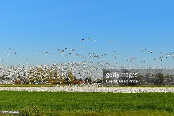migrating siberian snow geese - magellangans stock-fotos und bilder