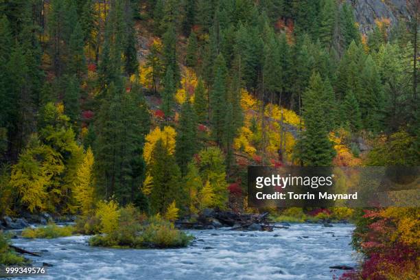 fall in tumwater canyon - tumwater stock pictures, royalty-free photos & images