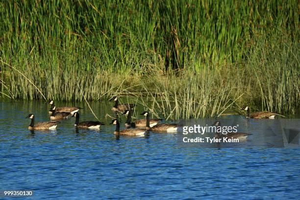 canada geese resting on blue water. - magellangans stock-fotos und bilder