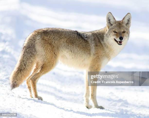 coyote in yellowstone - coyote imagens e fotografias de stock