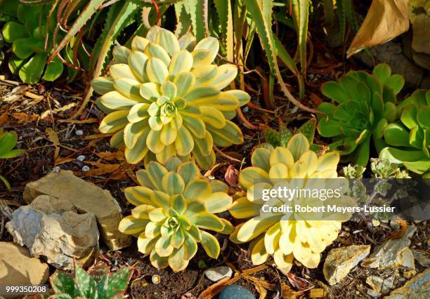 succulent blooms - meyers stock pictures, royalty-free photos & images