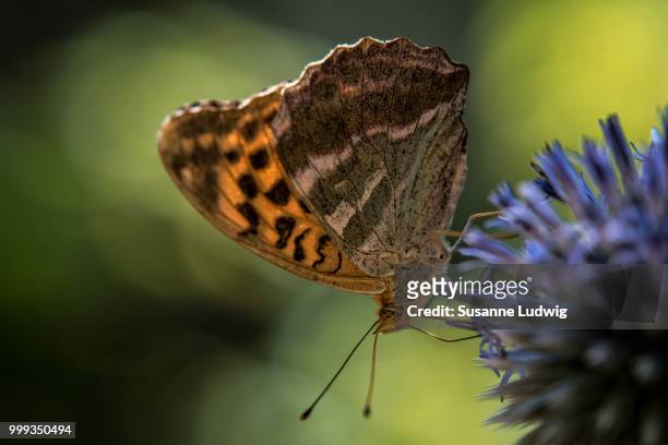 silver-washed fritillary - susanne ludwig stock pictures, royalty-free photos & images