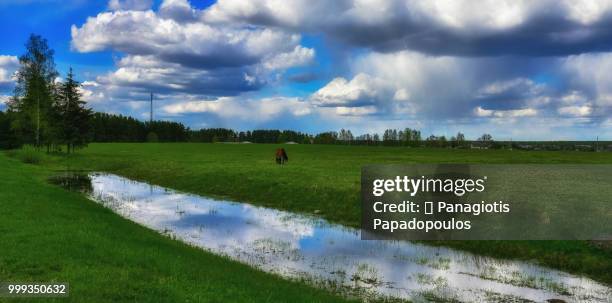 the horse - papadopoulos stockfoto's en -beelden