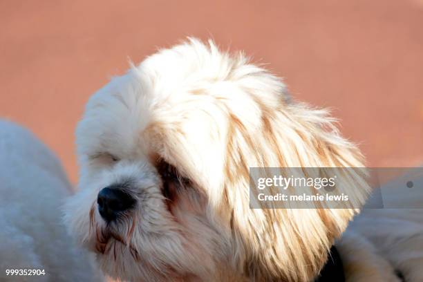 Bichon Frise High-Res Stock Photo