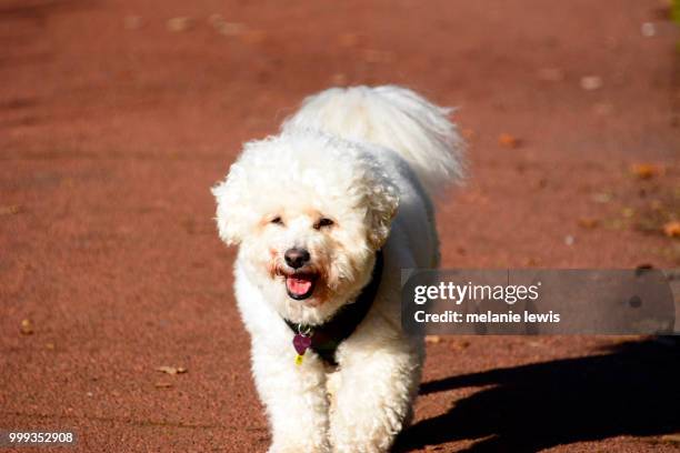 bichon frise - bichon stock pictures, royalty-free photos & images