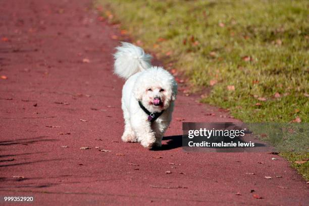 bichon frise - bichon stock pictures, royalty-free photos & images