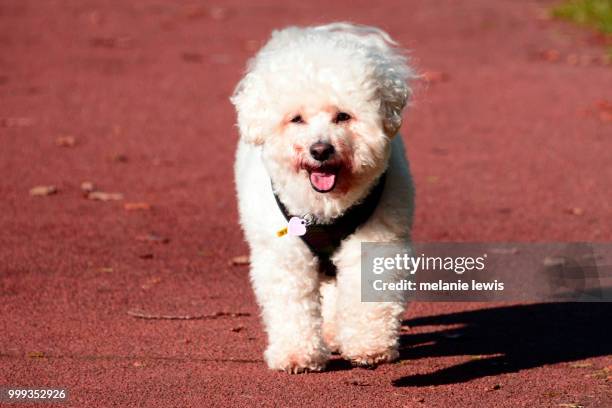 bichon frise - frise stock-fotos und bilder