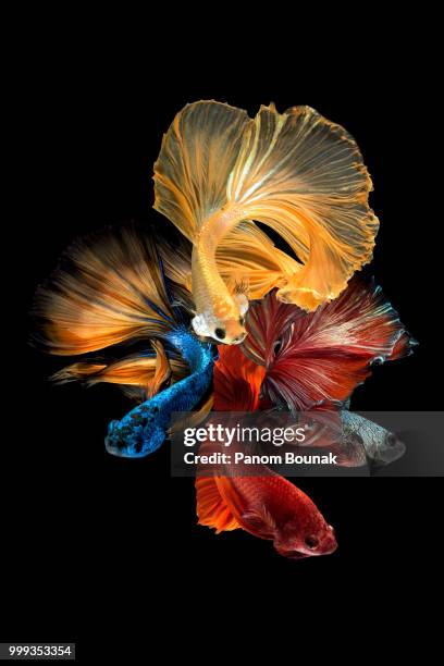 siamese fighting fish - pampered pets stock pictures, royalty-free photos & images