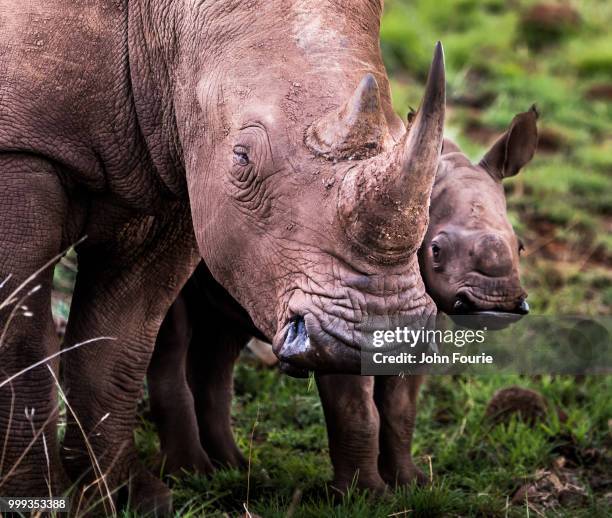 Forarie 11,212 Fourie Stock Photos, High-Res Pictures, and Images - Getty Images