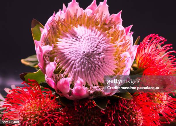 fiori - fiori stockfoto's en -beelden