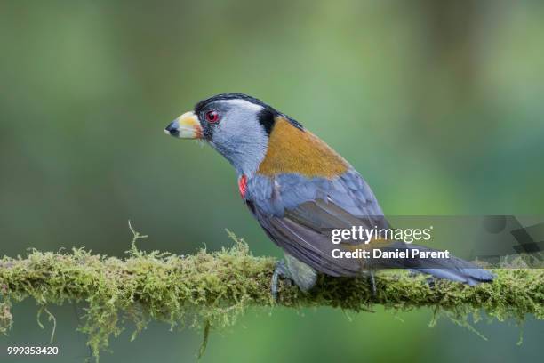 toucan barbet - barbet photos et images de collection