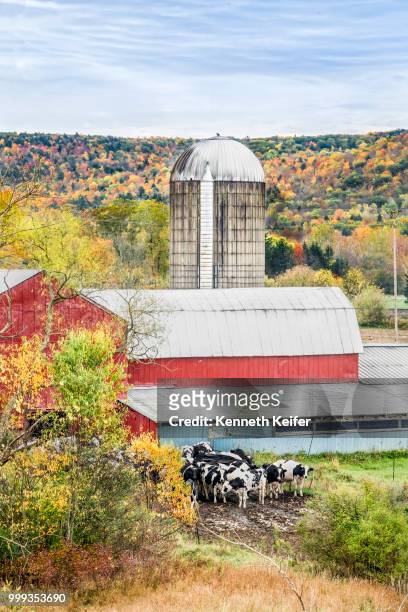 rainy fall day dairy farm - keiffer stock pictures, royalty-free photos & images