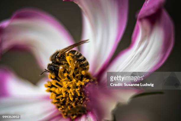 bee my cosmos - susanne stock pictures, royalty-free photos & images