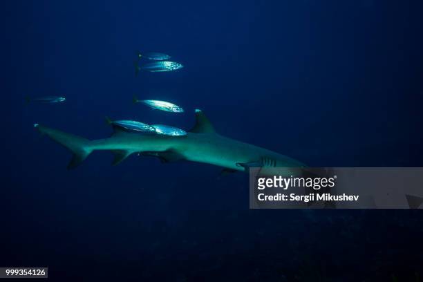 white tip shark - chondrichthyes stock-fotos und bilder