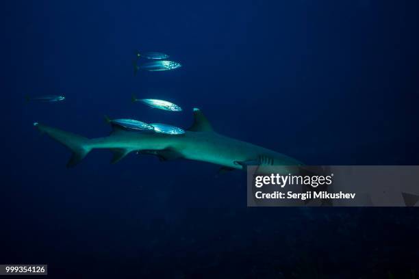 white tip shark - chondrichthyes stock pictures, royalty-free photos & images