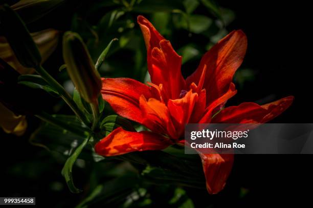 red lily - alina stockfoto's en -beelden