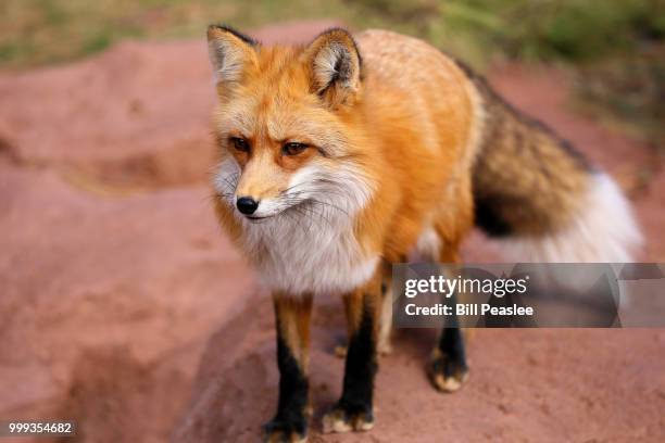 4,613 Bill Fox Stock Photos, High-Res Pictures, and Images - Getty Images