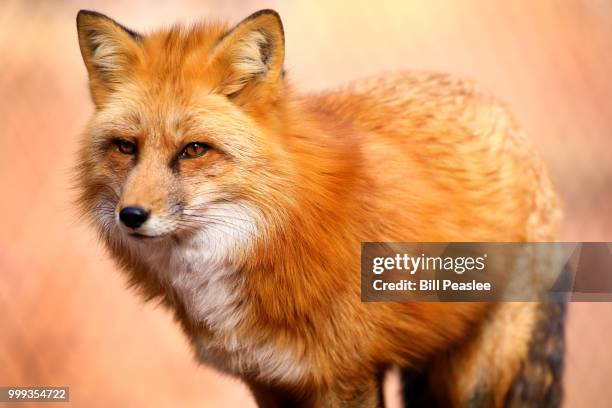 4,613 Bill Fox Stock Photos, High-Res Pictures, and Images - Getty Images