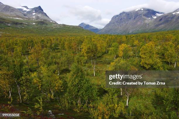 autumn landscape of the remote rapadalen valley - norrbotten province 個照片及圖片檔