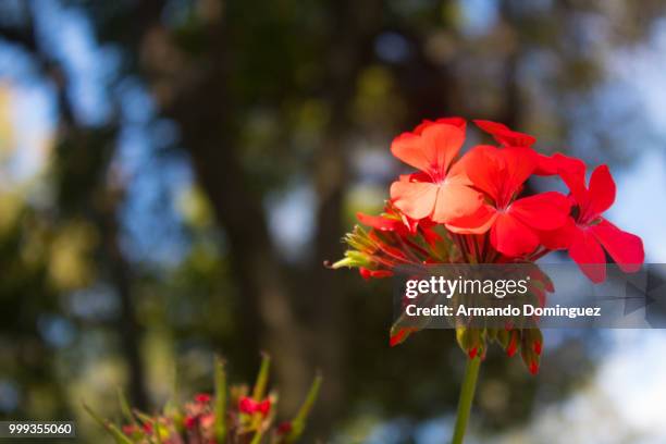 flower - armando stock pictures, royalty-free photos & images